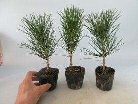 【送料無料】小盆栽マツ　黒松　苗