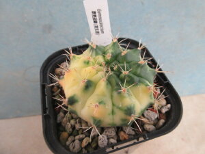【送料無料】多肉植物 サボテン ギムノカリキウム 翠晃冠錦