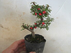 【送料無料】小盆栽　シロシタン　苗木　曲あり