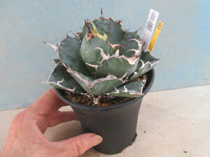 yzA@CeA@AKx@`^m^@~@B