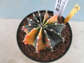 【送料無料】多肉植物　サボテン　ギムノカリキウム　緋牡丹錦　A