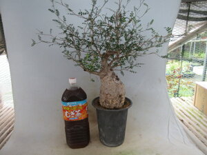 【送料無料】多肉植物 塊根植物 オペルクリカリア パキプス 大 B