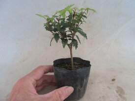 【送料無料】小盆栽　ケヤキ（小）