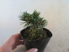 【送料無料】小盆栽　五葉松　八つ房五葉松　明星　　接ぎ木