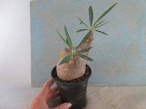 yz򍪐A@A@pL|fBE@OLX@A