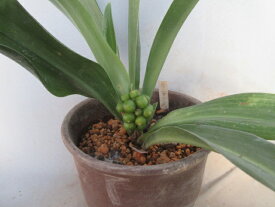 【送料無料】万年青（オモト）黄実　B