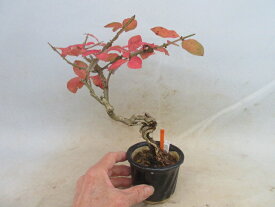 【送料無料】盆栽　小盆栽　錦木（ニシキギ）根上り　D