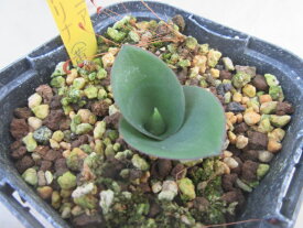 【送料無料】観葉植物　ケープバルブ　マッソニア　シトリナ（Massonia citrina）