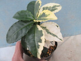 【送料無料】縁起物　古典植物　万両　峰勝錦（ほうしょうにしき）A