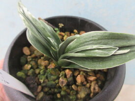 【送料無料】伝統園芸植物　万年青（オモト）瑞泉　1株