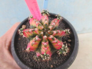 yzA@T{e@MmJLE@ꉲOс@B