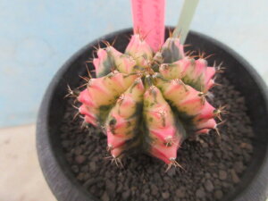 yzA@T{e@MmJLE@ꉲOс@C