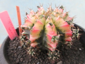 yzA@T{e@MmJLE@ꉲOс@D