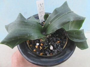 yzÓT|A@NiIgjԎqi񂶂j