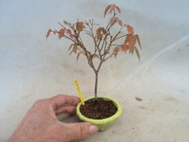 【送料無料】小盆栽　ケヤキ　A