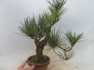 yz~́@~́@@яiɂ܂jA@ڂ