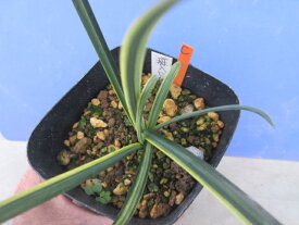 【送料無料】山野草　ヒガンバナ　斑入　C
