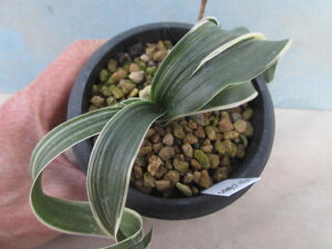 yz΁@ϗtA@NiIgjqq@1