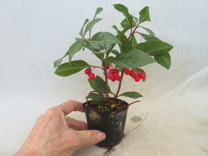 yzϗtAut@uREWi\jugʁvԎ