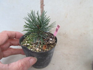 yz~́@[ܗt @@iڂ3Nj