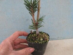 yz~j~́@@i񂵂傤j@ڂ