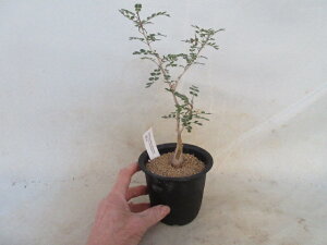 �y���������z�����A���@�򍪐A���@�p�L�R�����X�@�f�B�X�J���[�@�ۂ̖�