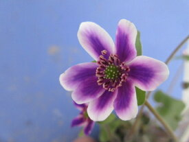 【送料無料】山野草　雪割草40　標準花　濃紫白フクリン　2芽