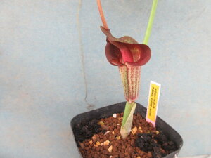 yzR쑐@eiVE@EV}\E@ԉԁ@D