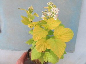 yz؁@؁@Ԗ؁@Rf}iS[ht@Eej