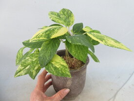 【送料無料】ヤマシャク　斑入り山シャク　無銘　5芽　A