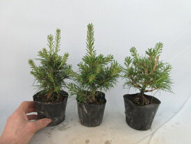 【送料無料】ミニ盆栽　八つ房五葉松　吾妻五葉　中苗