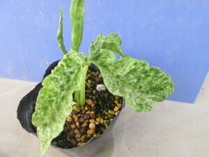 yzR쑐@IInQ @Vt@Uōݔ