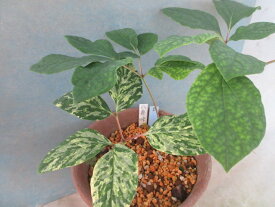 【送料無料】山野草　ヤマシャク　斑入り　小島峠　B　2芽