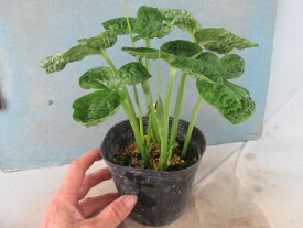 【送料無料】山野草　オオハンゲ　ラシャ葉　3～4芽