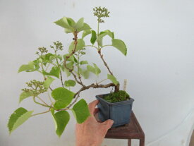 【送料無料】庭木　植木　小盆栽　イワガラミ