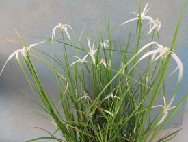 【送料無料】山野草　水生植物　シラサギカヤツリグサ　大