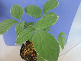 【送料無料】山野草　ヤマシャク　斑入り　無銘　フクリン葉　1芽（4本立ち）