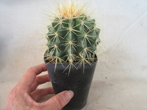 yzA@T{e@GLmJN^X@́i񂵂Ⴟj