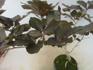 【送料無料】盆栽 小盆栽 ムラサキブナ