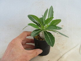 【送料無料】多肉植物　コーデックス　パキポディウム 恵比寿笑い　A