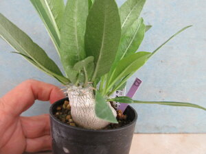 yzA@򍪐A@pL|fBE@b{΂@B