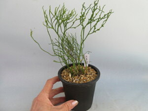 yz@ti}coj@ʊi܂܂イjA