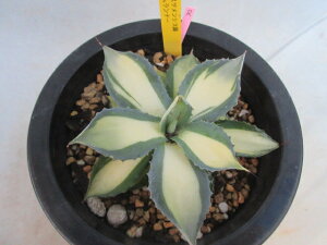 yzA@ϗtA@AKx@CVXVXс@i[