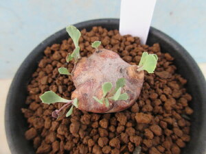 yzA@򍪐A@Igi@JJICfX