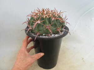 yzA@T{e@GLmJN^X@giz}Pt@j