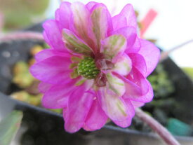 【送料無料】雪割草24　二段咲　多弁ピンクにきみどり　大1芽