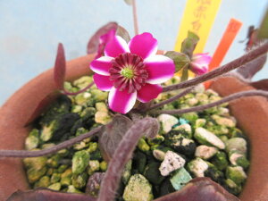 【送料無料】雪割草45 二段咲 濃赤白フクリン 暗赤みどりシベ 大1芽