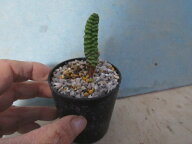 【送料無料】多肉植物　球根植物　ブルビネ　ブルインシー（Bulbine bruynsii）