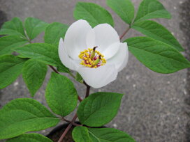 楽天市場】【送料無料】福寿草 白牡丹（はくぼたん） 1芽 : 片岡笑幸 