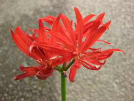 【送料無料】ヒガンバナ　八重咲き彼岸花　（開花1球植え）